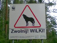 zdjęcie nr 8