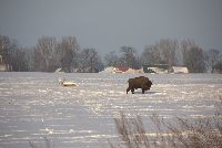 zdjęcie nr 8