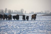 zdjęcie nr 39
