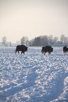 zdjęcie nr 42
