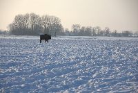 zdjęcie nr 52
