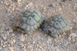 Wszech obecne żółwie na greckich drogach.