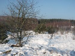 Fotka nr 4 z 27