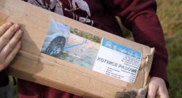 Kotwice pasowe - test